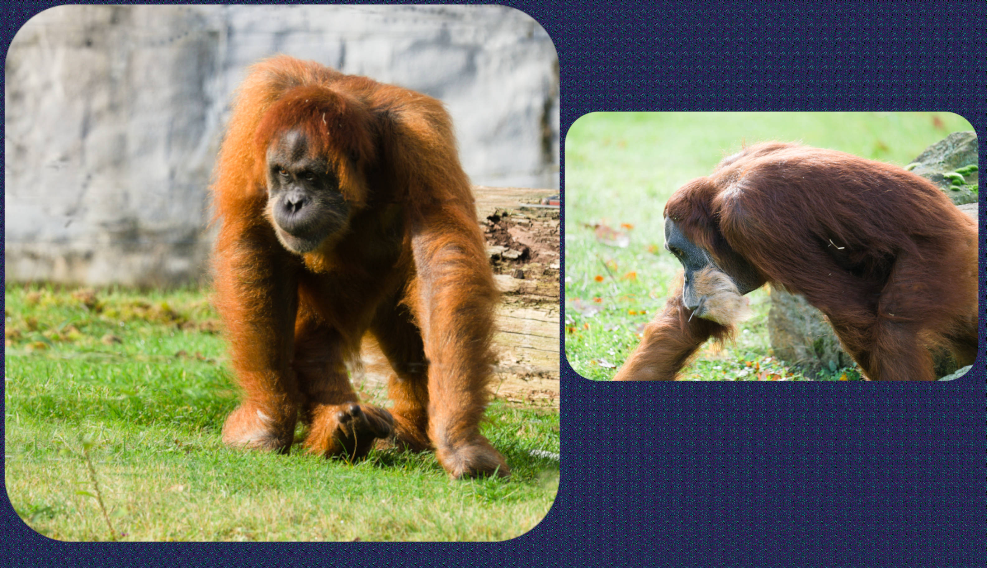 ZOOM Erlebniswelt Sumatra-Orang-Utan
